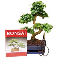 bonsai starter kit - 23 nachhaltige Geschenke für Umweltbewusste - ohne Greenwashing