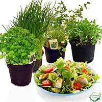 salatkraeuter set - 23 nachhaltige Geschenke für Umweltbewusste - ohne Greenwashing
